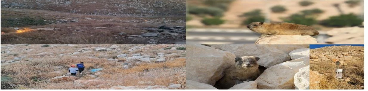 Disease Ecology and Epidemiology of Leishmania Tropica in the West Bank / Palestine
