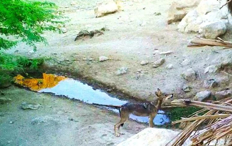 Assessing the Occurrence, Distribution and the Status of the Arabian Wolf in Palestine